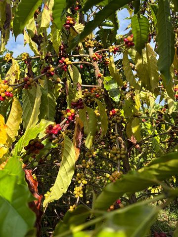 Pés de café na Amazônia