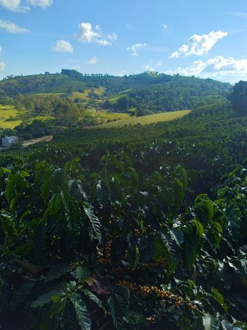 Lavoura de café nas montanhas do Sul de Minas